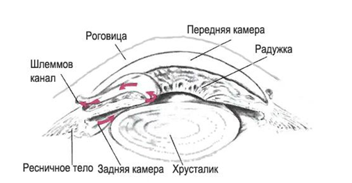 Строение Глаза Фото